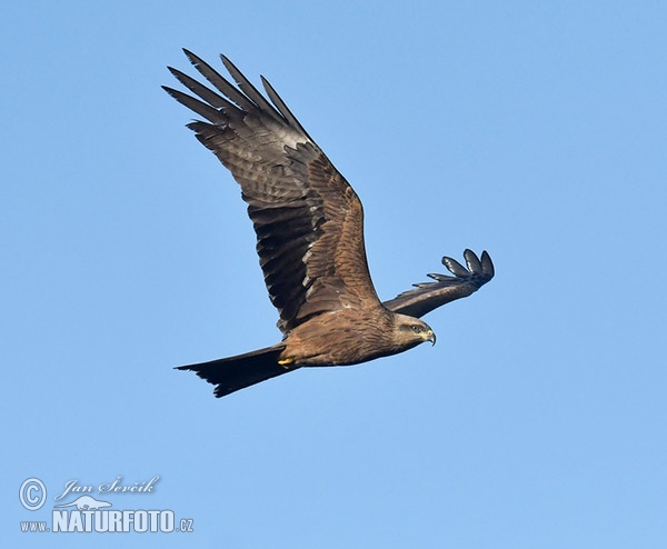 Luňák hnědý (Milvus migrans)