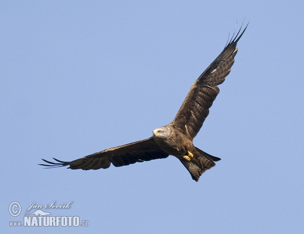 Luňák hnědý (Milvus migrans)