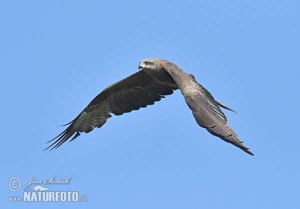 Luňák hnědý (Milvus migrans)