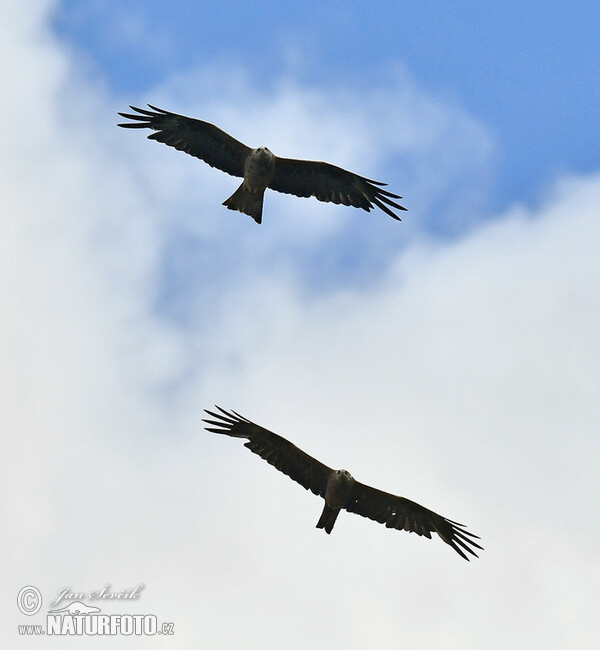 Luňák hnědý (Milvus migrans)