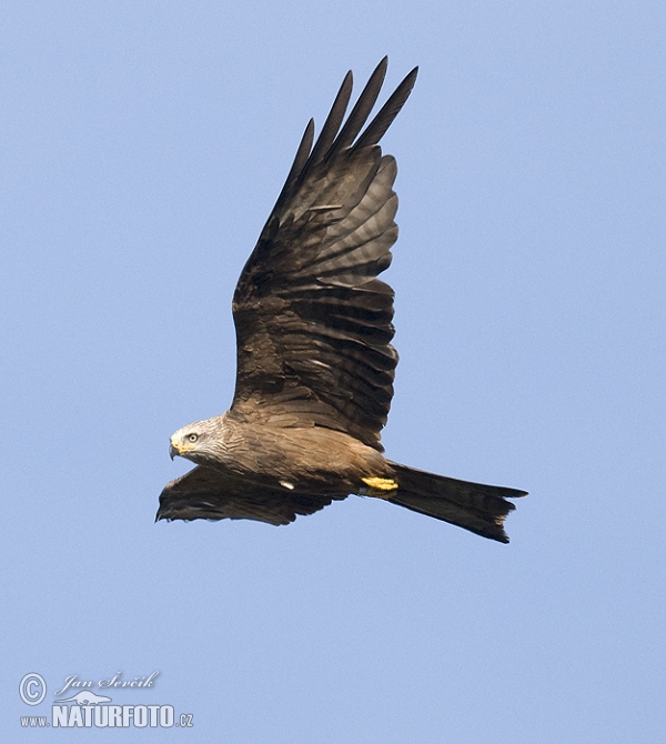 Luňák hnědý (Milvus migrans)