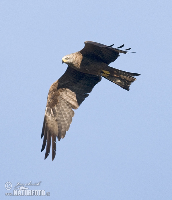 Luňák hnědý (Milvus migrans)