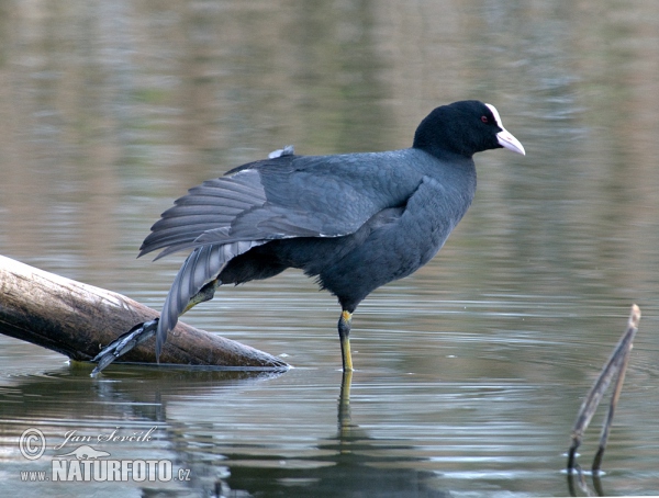 Lyska černá (Fulica atra)