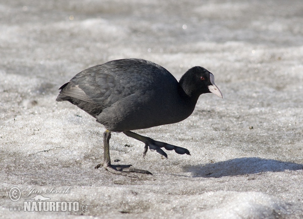 Lyska černá (Fulica atra)