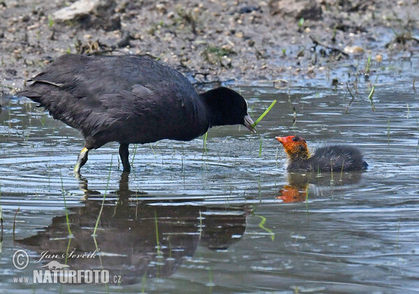 Lyska černá (Fulica atra)