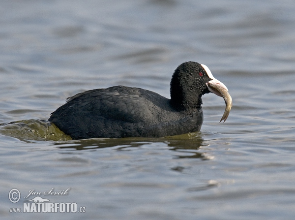 Lyska černá (Fulica atra)