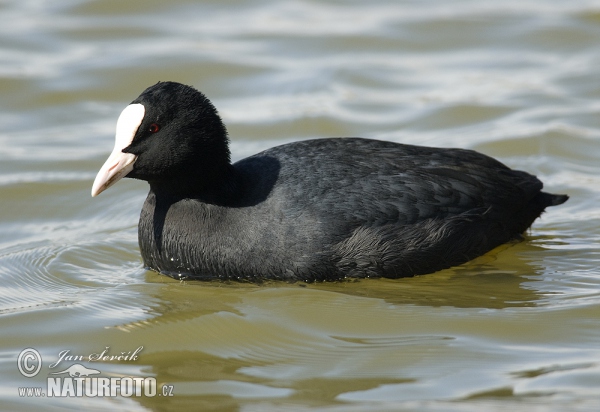 Lyska černá (Fulica atra)
