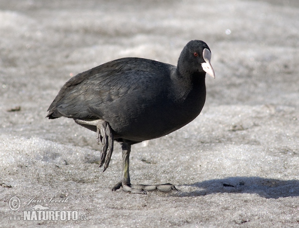 Lyska čierna (Fulica atra)