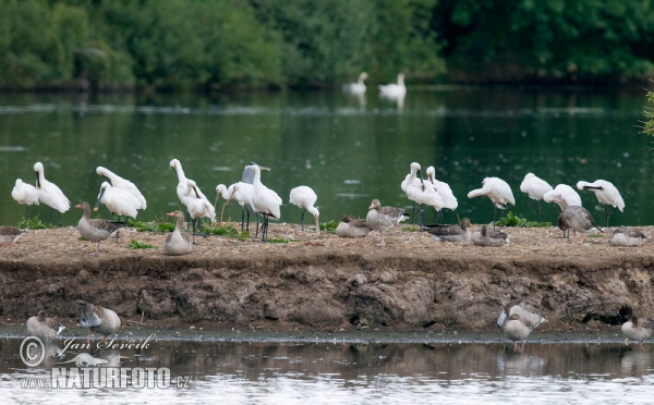 Lyžičiar biely (Platalea leucorodia)