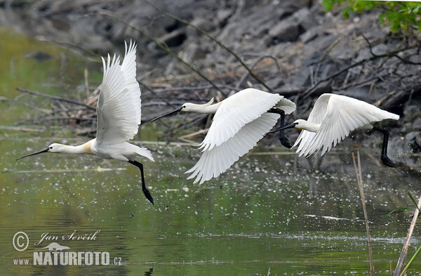 Lyžičiar biely (Platalea leucorodia)