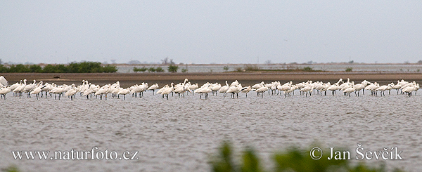 Lyžičiar biely (Platalea leucorodia)