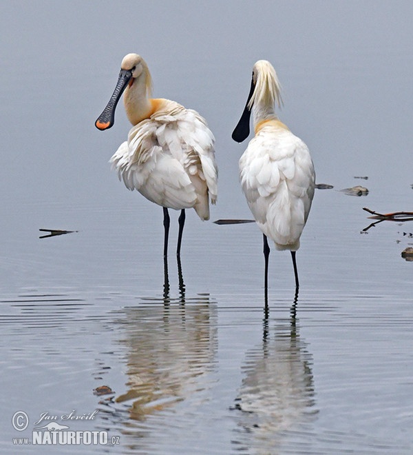 Lyžičiar biely (Platalea leucorodia)