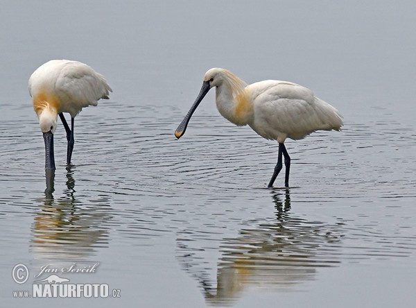 Lyžičiar biely (Platalea leucorodia)