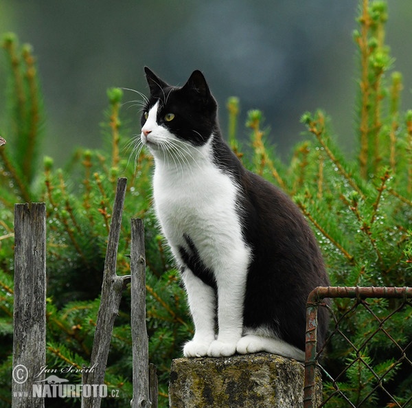 Mačka domáca (Felis silvestris, f. catus)