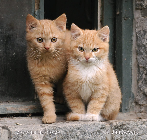 Mačka domáca (Felis silvestris, f. catus)