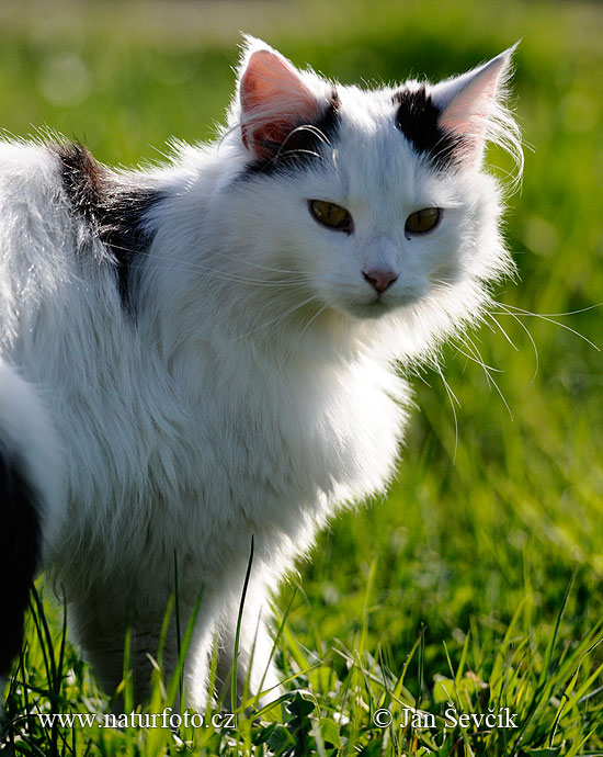 Mačka domáca (Felis silvestris, f. catus)