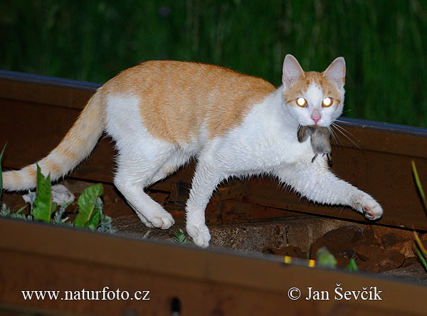 Mačka domáca (Felis silvestris, f. catus)