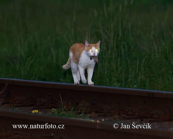 Mačka domáca (Felis silvestris, f. catus)