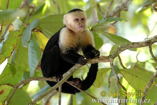 Malpa kapucínska (Cebus capucinus)