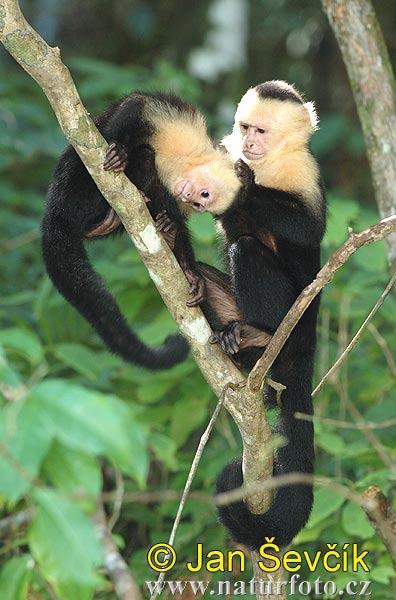 Malpa kapucínska (Cebus capucinus)