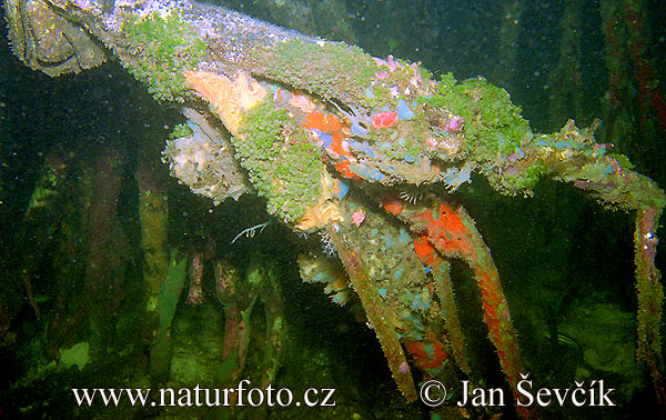 Mangrovník (Mangrove)