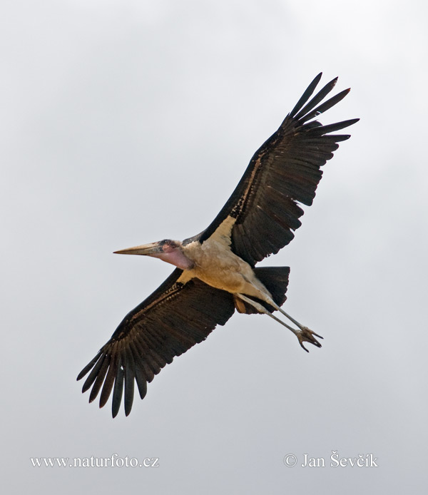 Marabu africký (Leptoptilos crumeniferus)