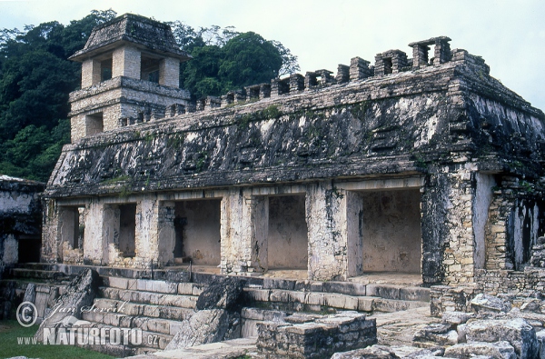 Mayské město Palenque (MEX)