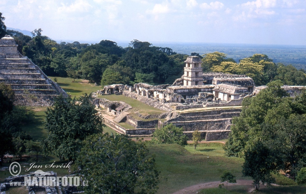 Mayské město Palenque (MEX)