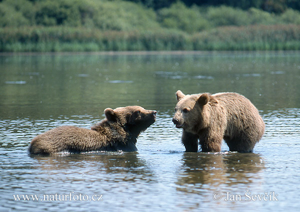 Medveď hnedý (Ursus arctos)