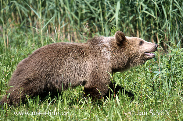 Medveď hnedý (Ursus arctos)