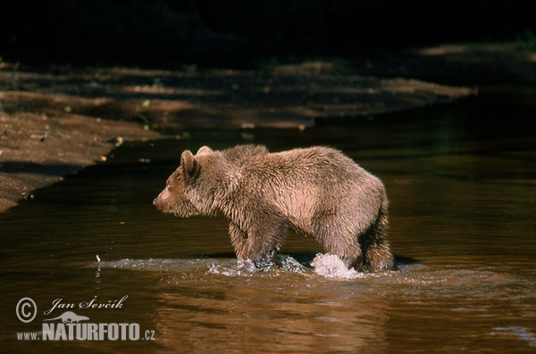 Medvěd hnědý (Ursus arctos)