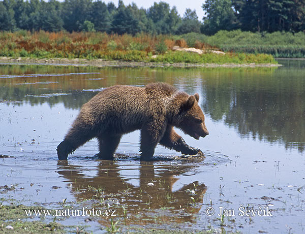 Medveď hnedý (Ursus arctos)