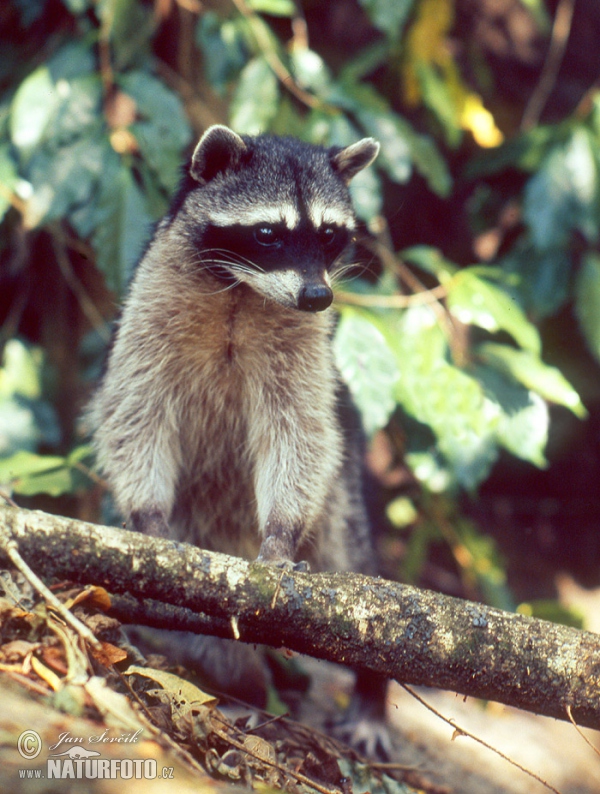 Medvedík čistotný (Procyon lotor)