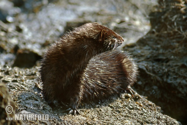 Mink (Mustela vison)