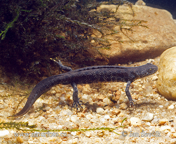 Mlok hrebenatý (Triturus cristatus)