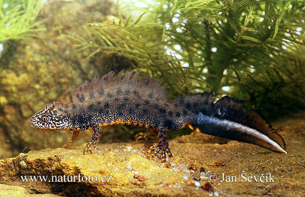 Mlok hrebenatý (Triturus cristatus)