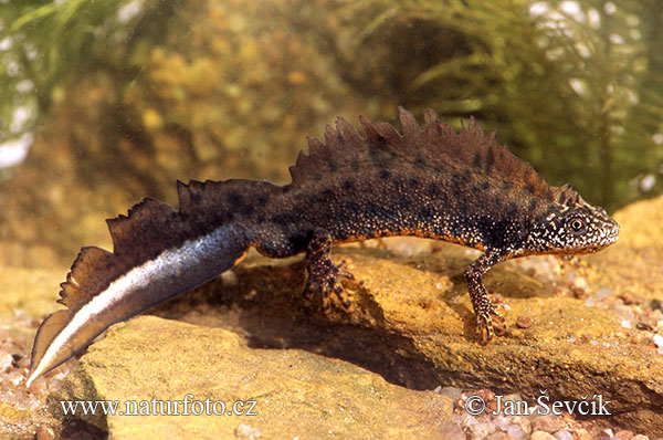 Mlok hrebenatý (Triturus cristatus)