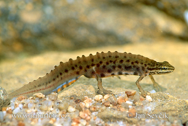 Mlok obyčajný (Lissotriton vulgaris)