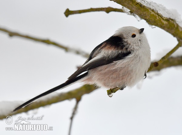 Mlynařík dlouhoocasý (Aegithalos caudatus)