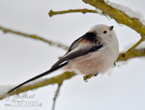 Mlynařík dlouhoocasý (Aegithalos caudatus)