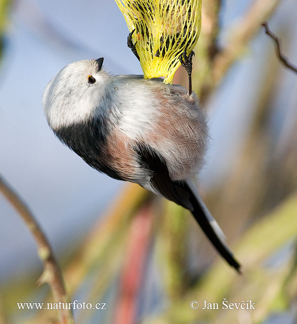 Mlynárka dlhochvostá (Aegithalos caudatus)