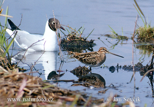 Močiarnica mekotavá (Gallinago gallinago)