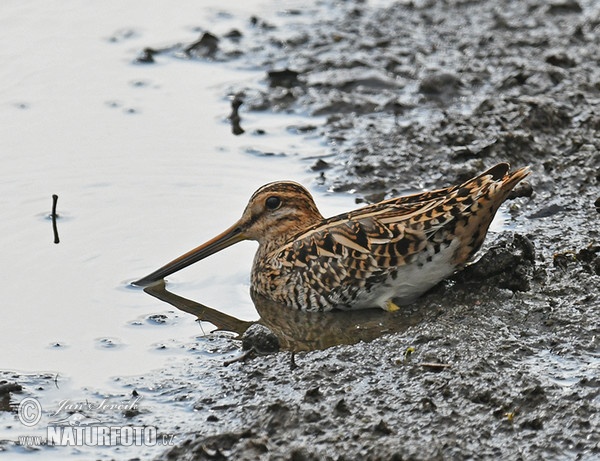 Močiarnica mekotavá (Gallinago gallinago)