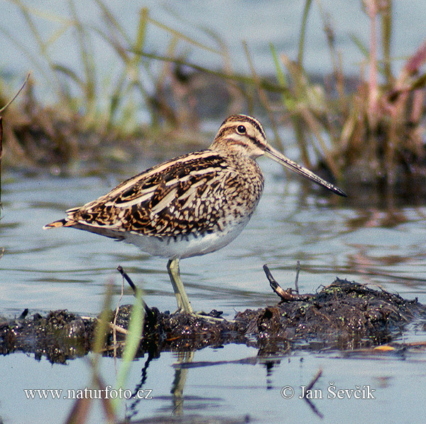 Močiarnica mekotavá (Gallinago gallinago)