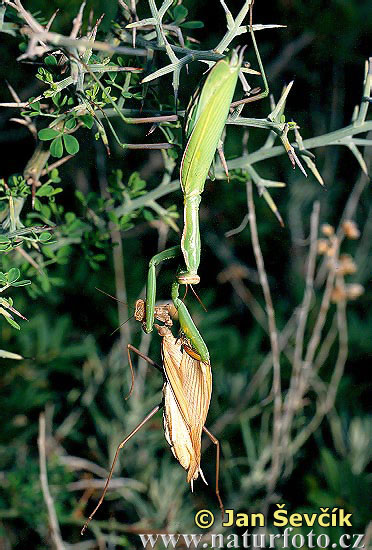 Modlivka zelená (Mantis religiosa)