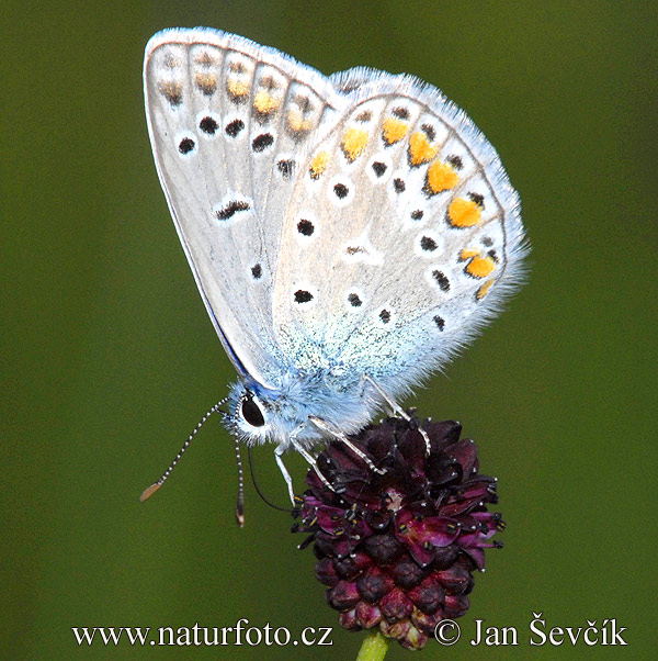 Modráčik obyčajný (Polyommatus icarus)