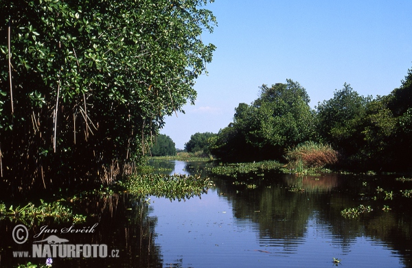 Monterrico přírodní rezervace (GCA)