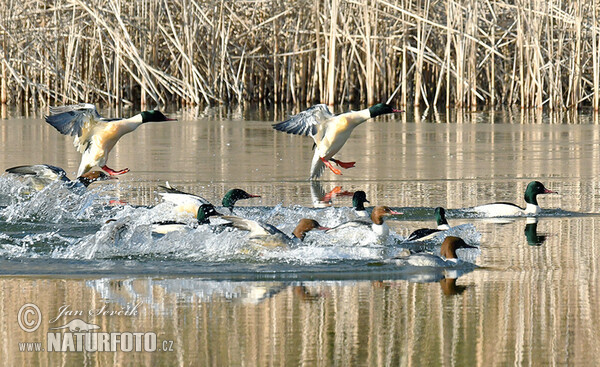 Morčák velký (Mergus merganser)