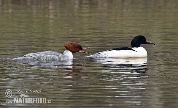 Morčák velký (Mergus merganser)