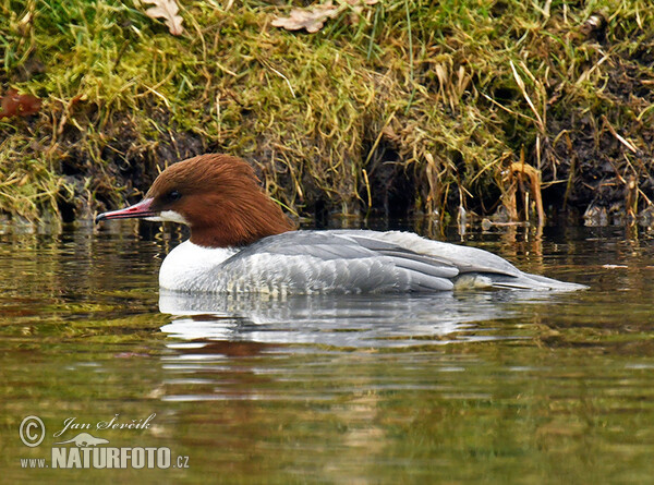 Morčák velký (Mergus merganser)